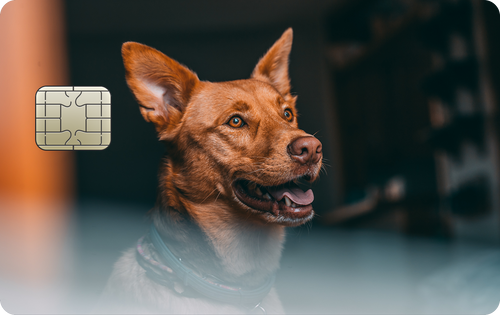 Perro Feliz